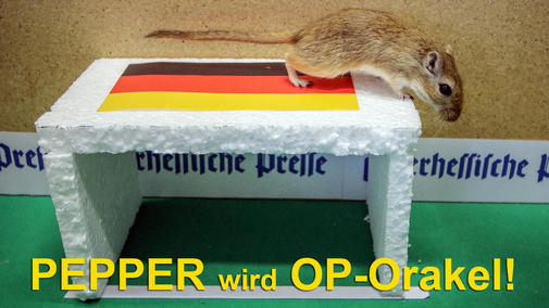 Quelle: http://www.op-marburg.de/var/storage/images/op/mehr/videos/rennmaus-pepper-orakelt-die-wm-spiele-fuer-die-oberhessische-presse/726059616-1-ger-DE/OP-Orakel-Pepper_pdaArticleWide.jpg